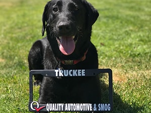 Bud - Our Dog | Quality Automotive Servicing