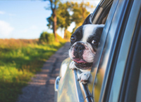 Dog Days of Summer with Humane Society of Truckee Tahoe